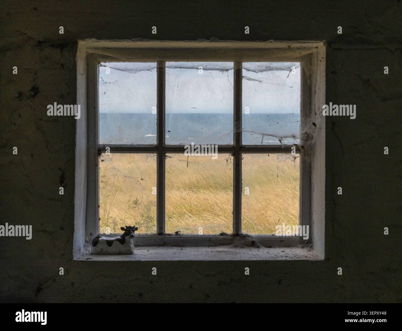 Cow on Windows Sill with Sea View Stock Photo