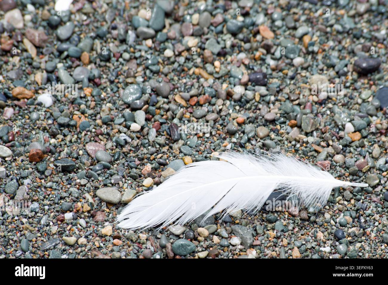 White Gull feather on a beach Stock Photo
