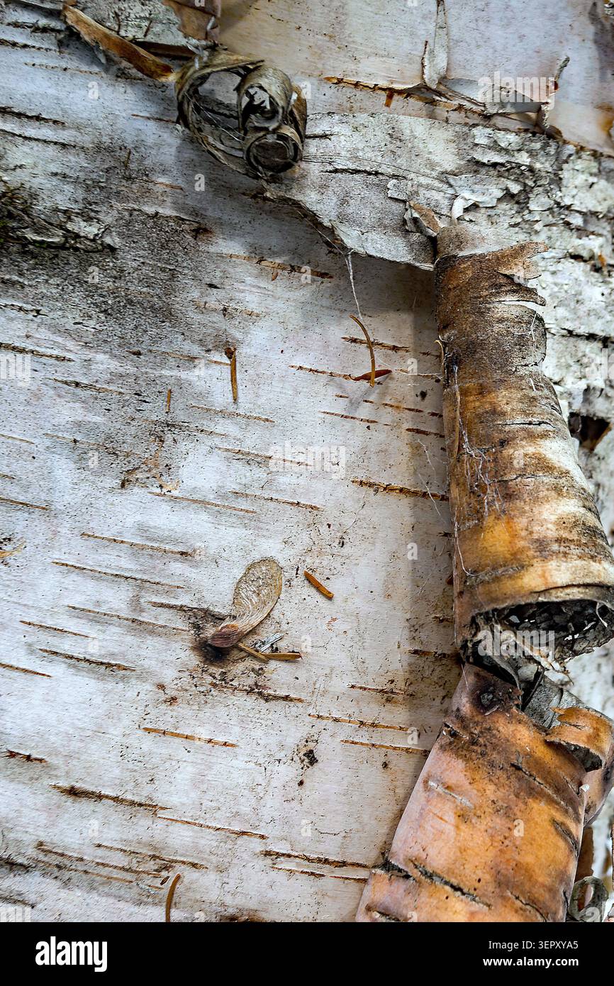 A close up of Birch Bark peeling Stock Photo