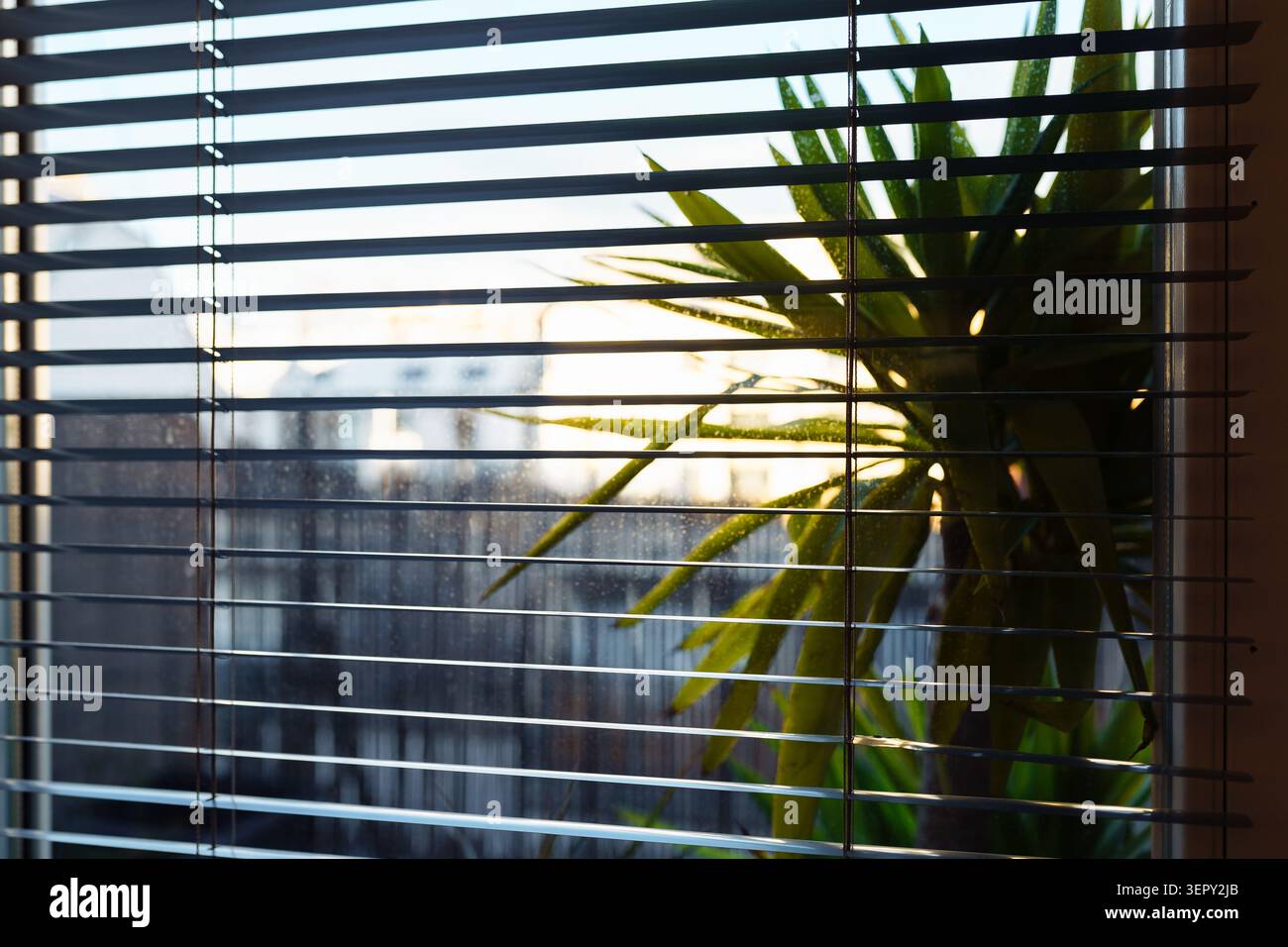view from window sunset through blinds Stock Photo