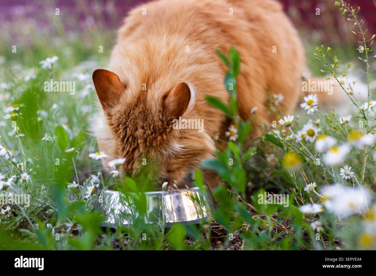 Photo Stock Photo