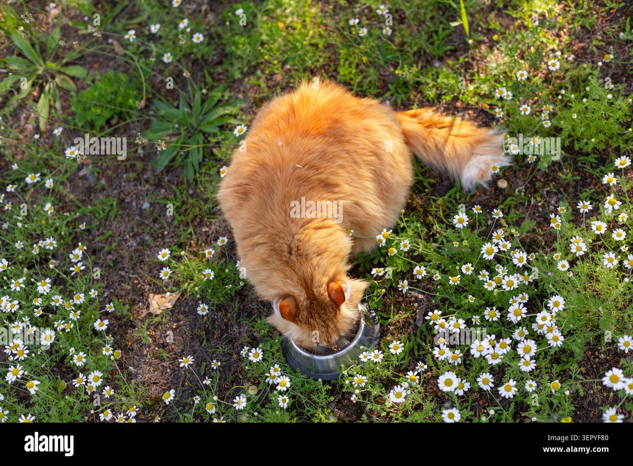 Photo Stock Photo