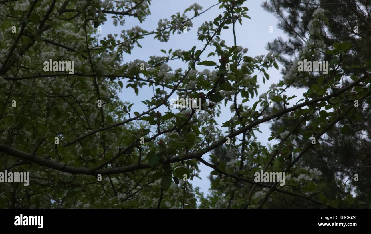 White apple blossoms on tree branches against blue sky in summer, Lithuania Stock Photo