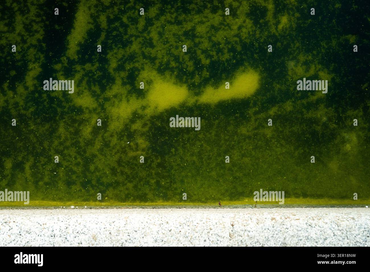 algae-grows-in-the-lincoln-memorial-reflecting-pool-in-washington-dc