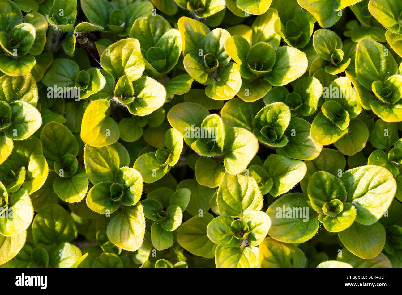 Golden Oregano Food Plant For Gatekeeper Butterflies Stock Photo Alamy golden-oregano-food-plant-for-gatekeeper-butterflies-stock-photo-alamy
