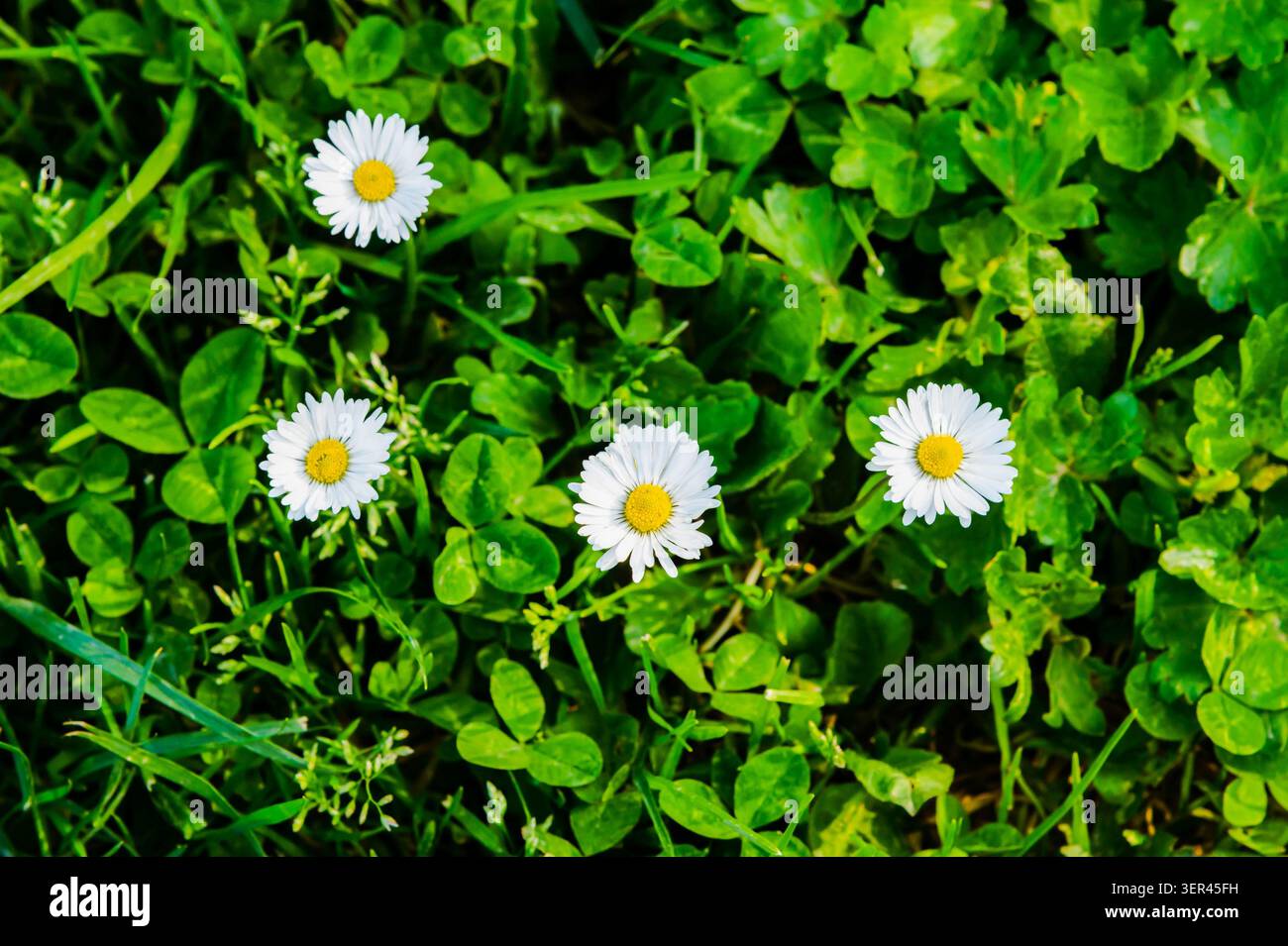 Daisies lying on the grass. Stock Photo