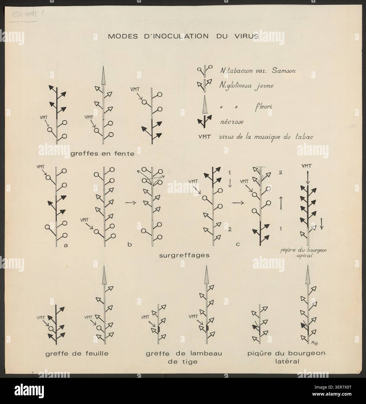 tobacco mosaic virus diagram NCERT Trick  | TMV & Bacteriophage Schematic Model Tobacco Mosaic Virus