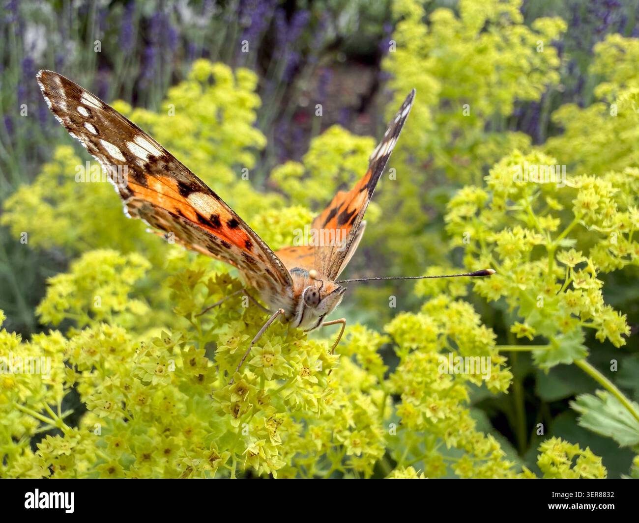 17-06-2026-igls-innsbruck-tirol-sterreich-bild-schmetterling