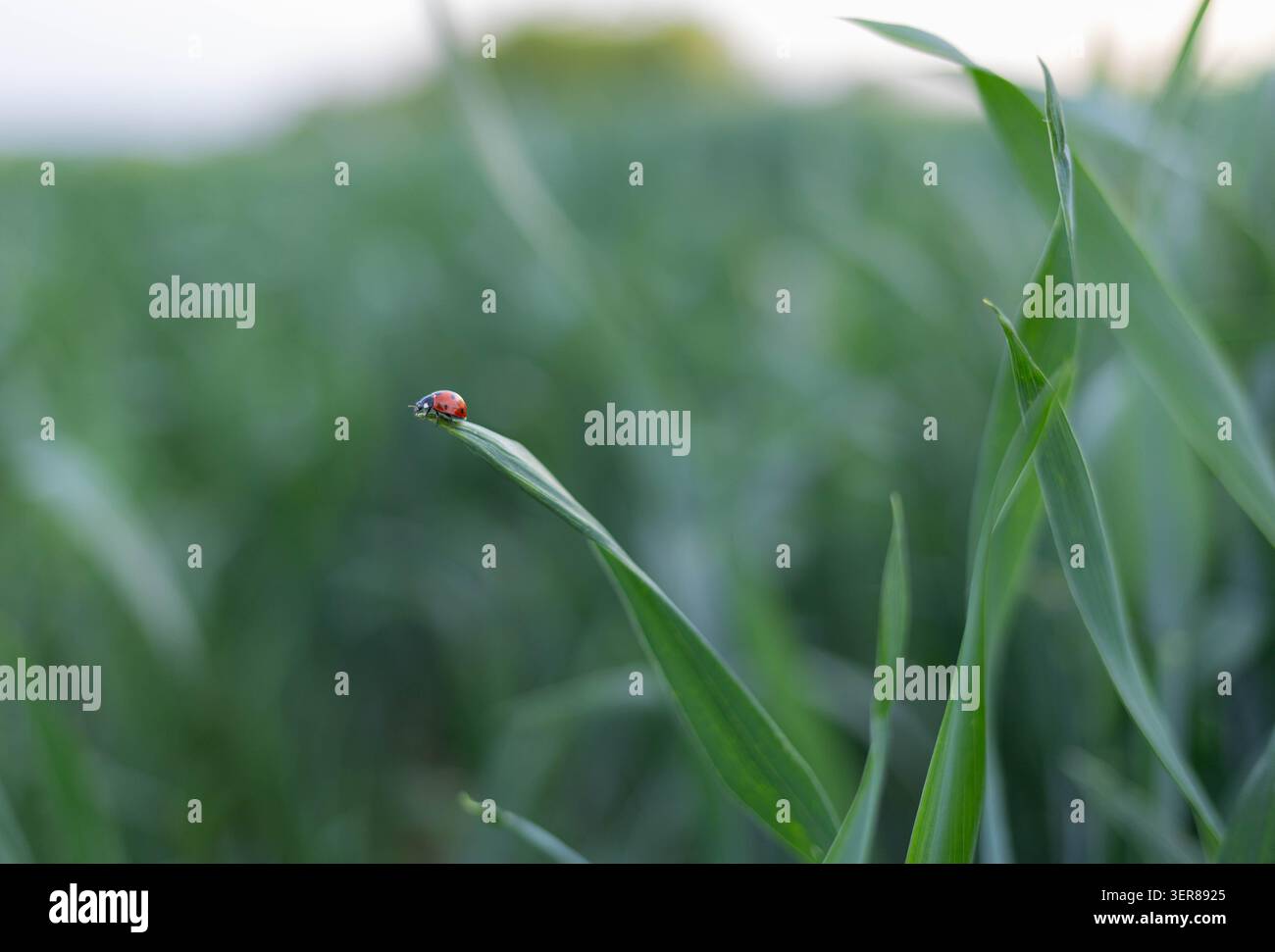 Ladybug perched on a grass blade in a green field Stock Photo
