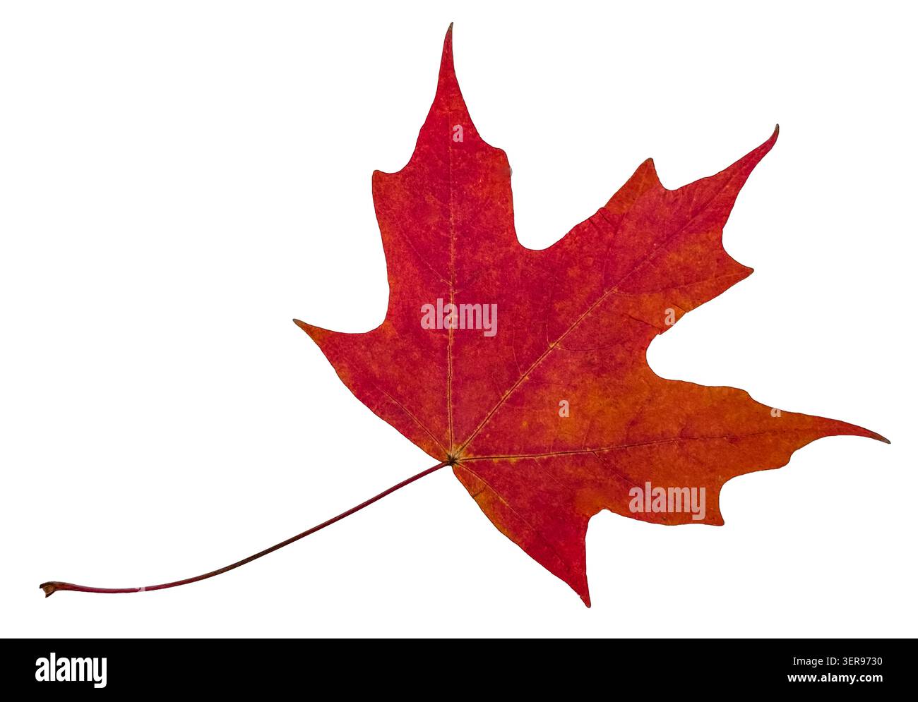 Single red maple leaf isolated on white, representing Canada and autumn. Stock Photo