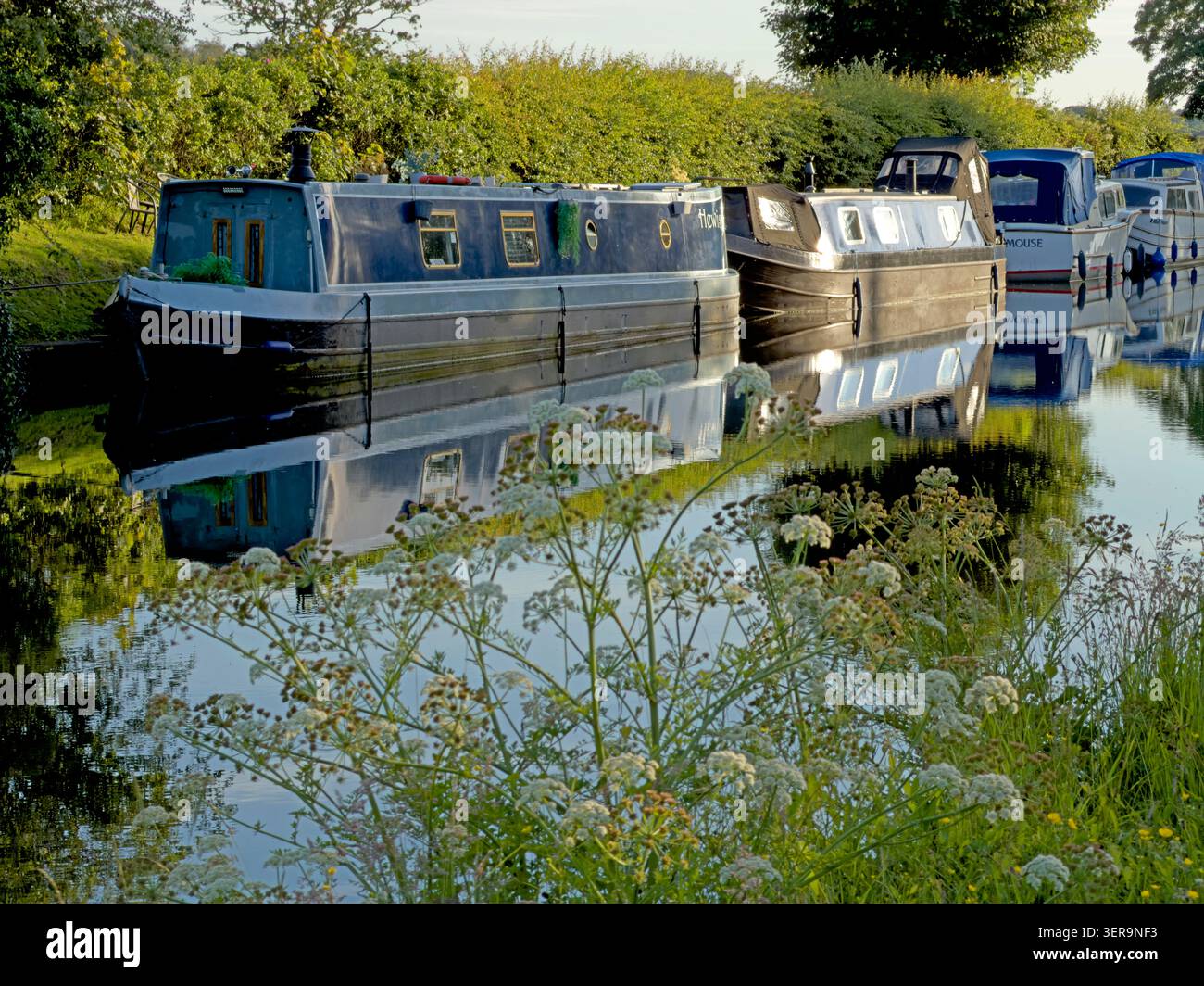 Barges and narrowboats moored on the Bridgewater Canal at Grappenhall, Warrington, reflected in calm water beside summer wildflowers Stock Photo