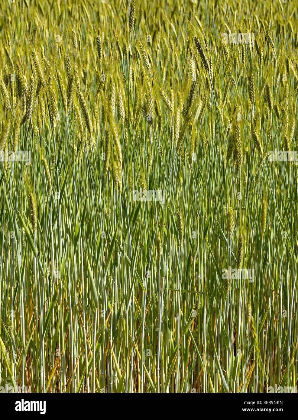 Green wheat grass plant texture pattern background Stock Photo