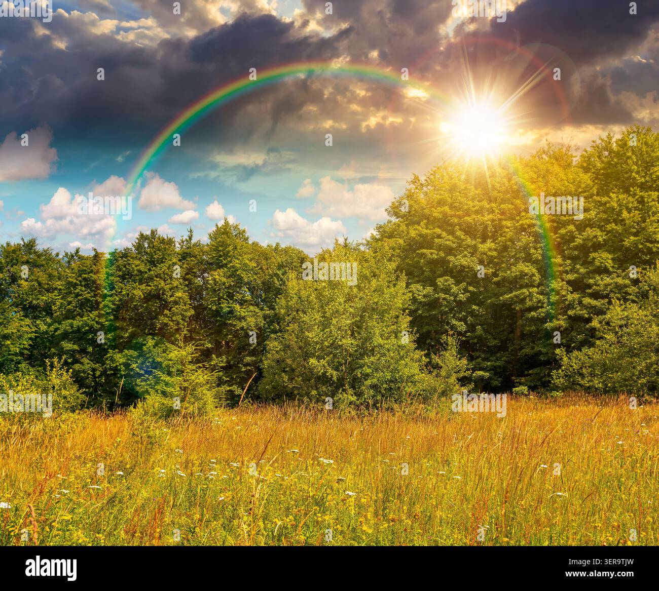 deciduous beech forest near meadow under dramatic sky. nature scenery with tall grass near forest at sunset. carpathian beech forest of ukraine. wild Stock Photo