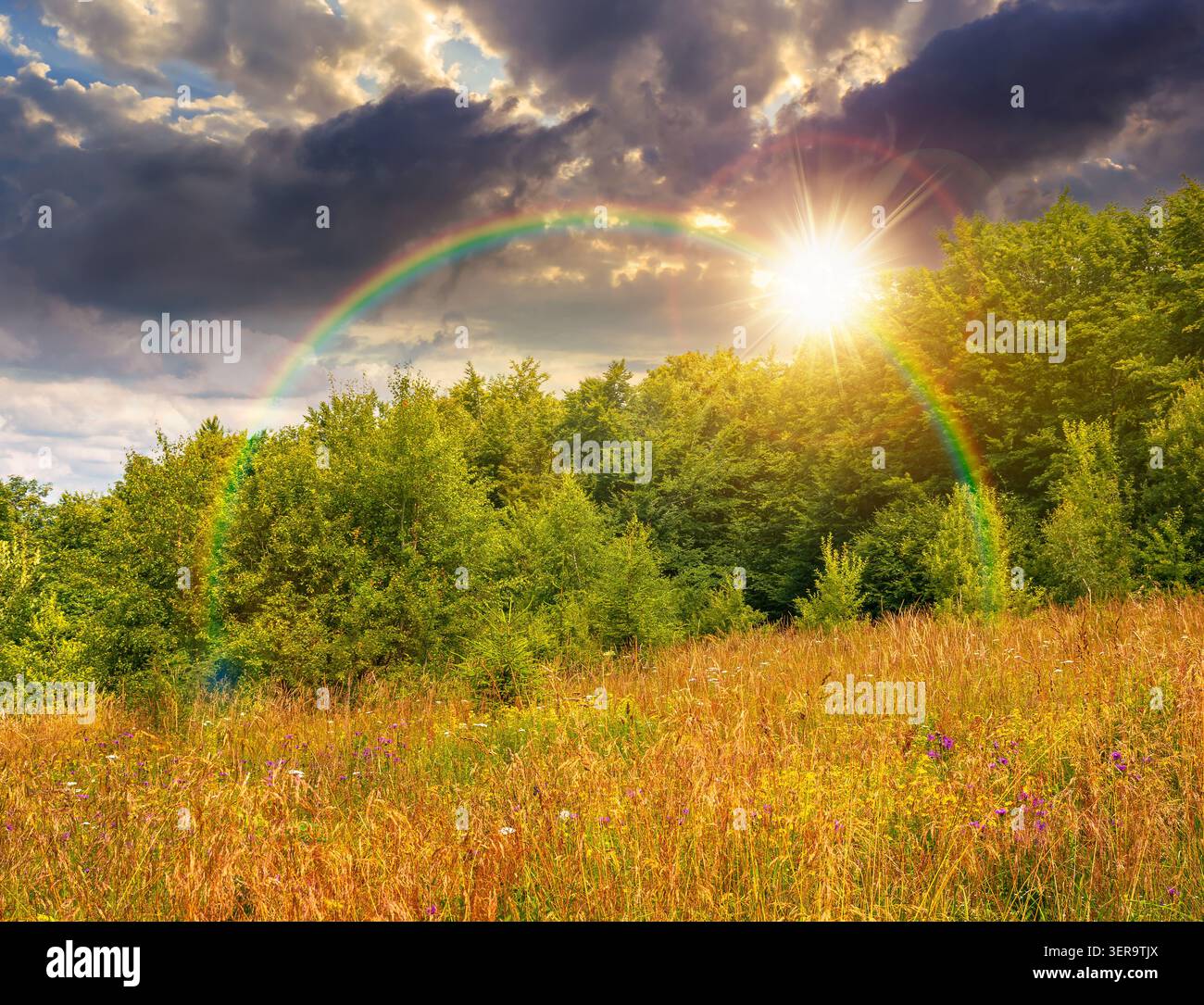 deciduous beech forest near meadow under dramatic sky. nature scenery with tall grass near forest at sunset. carpathian beech forest of ukraine. wild Stock Photo