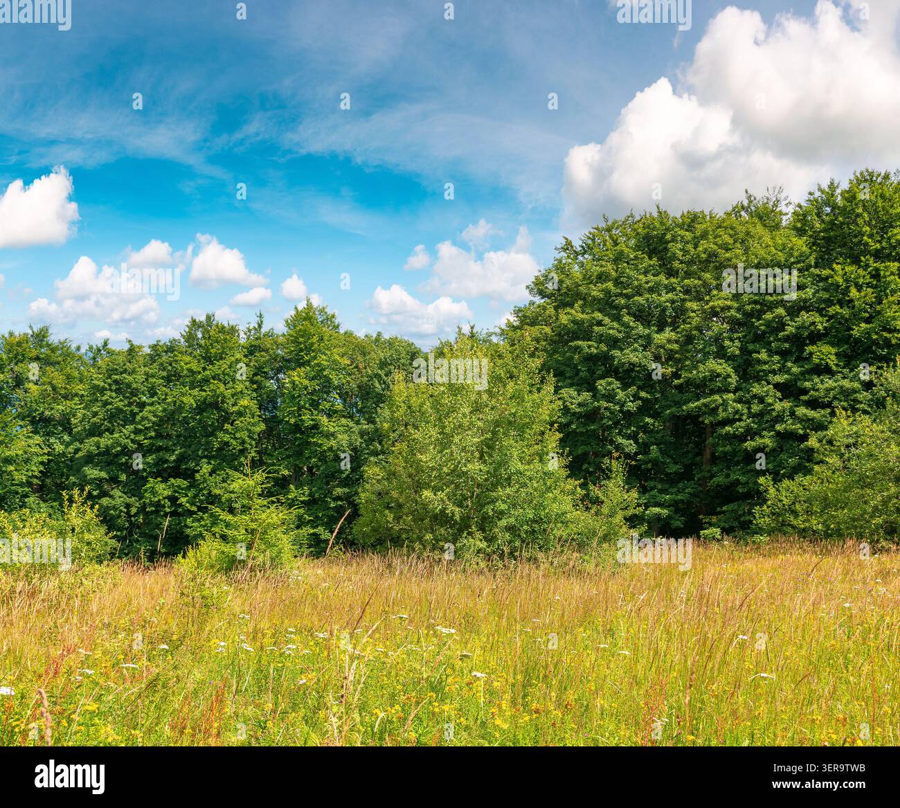 deciduous beech forest near meadow under blue sky. nature scenery with tall grass near forest in summer. carpathian beech forest of ukraine. wild fiel Stock Photo