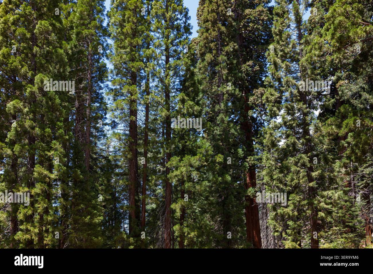 Redwood forest, Sequoia National Park, California, USA Stock Photo