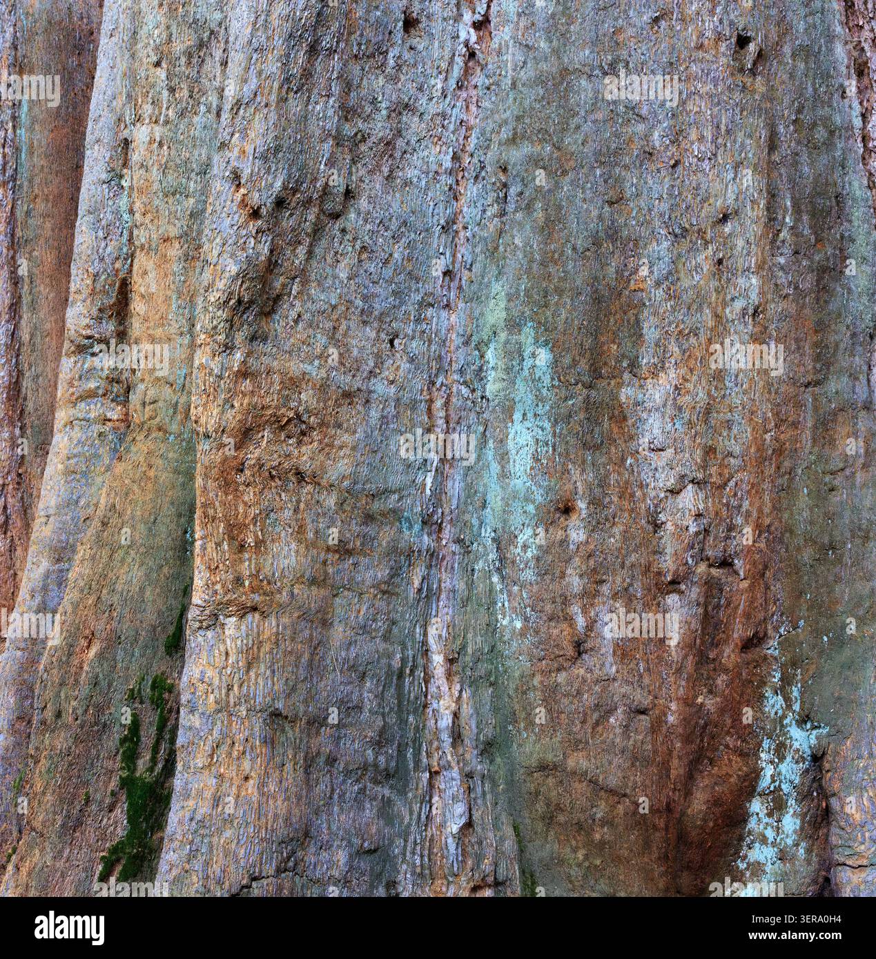 Sequoia tree trunk Stock Photo