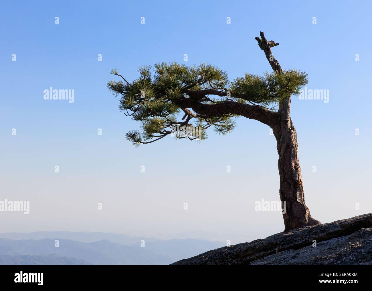 Lone tree sits atop a granite outcrop in the Sierra Nevada Mountains, California, USA Stock Photo