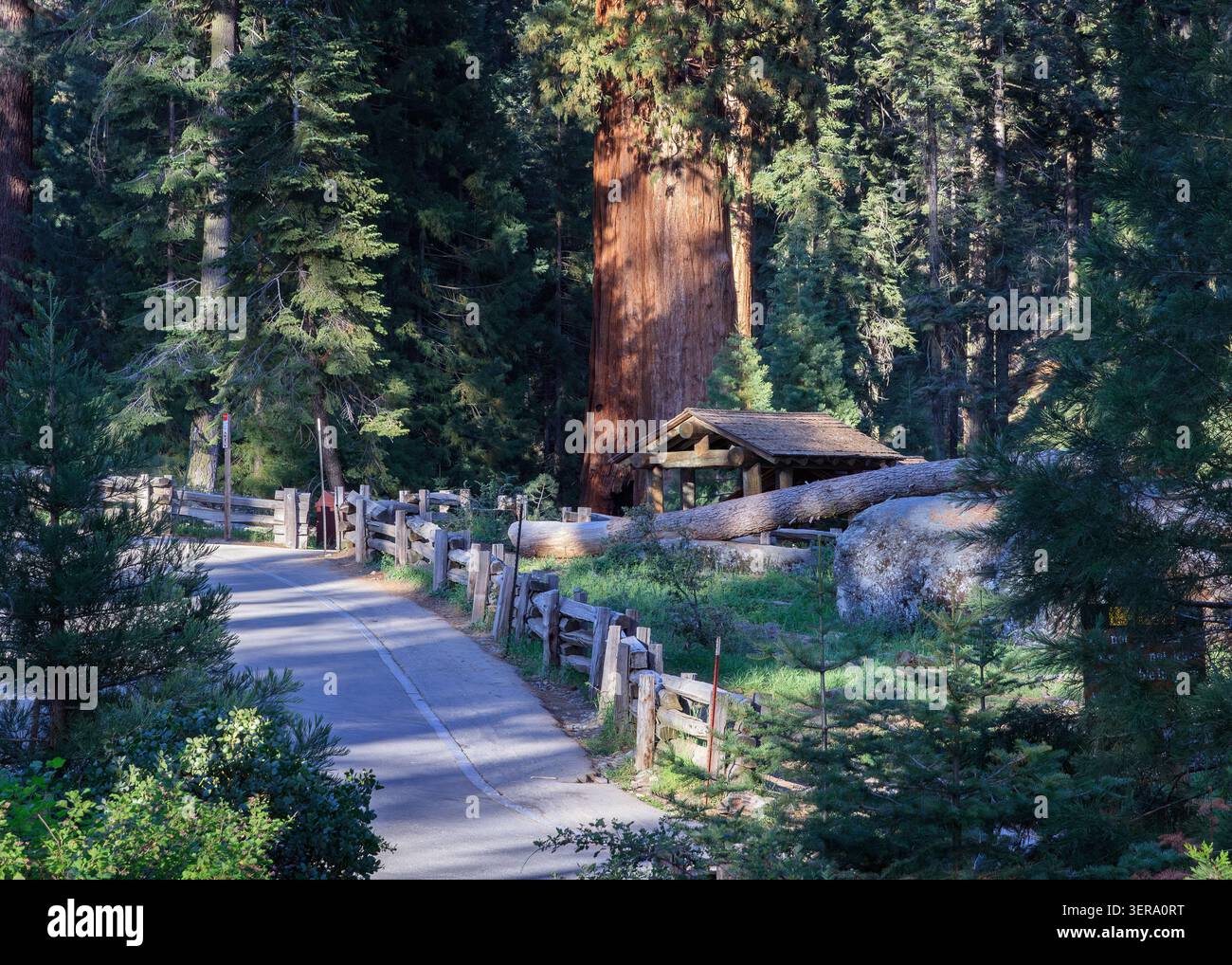 Sequoia national park california hi-res stock photography and