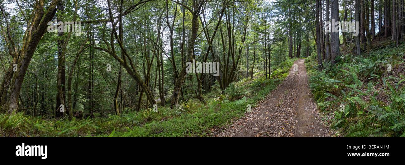 A dirt path winds uphill through a dense green forest Stock Photo
