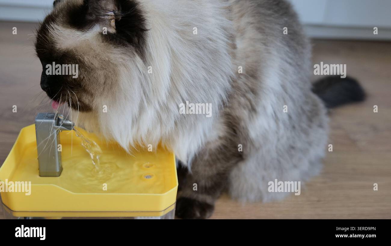 Ragdoll Cat Drinking Water from a Pet Fountain Stock Photo - Alamy