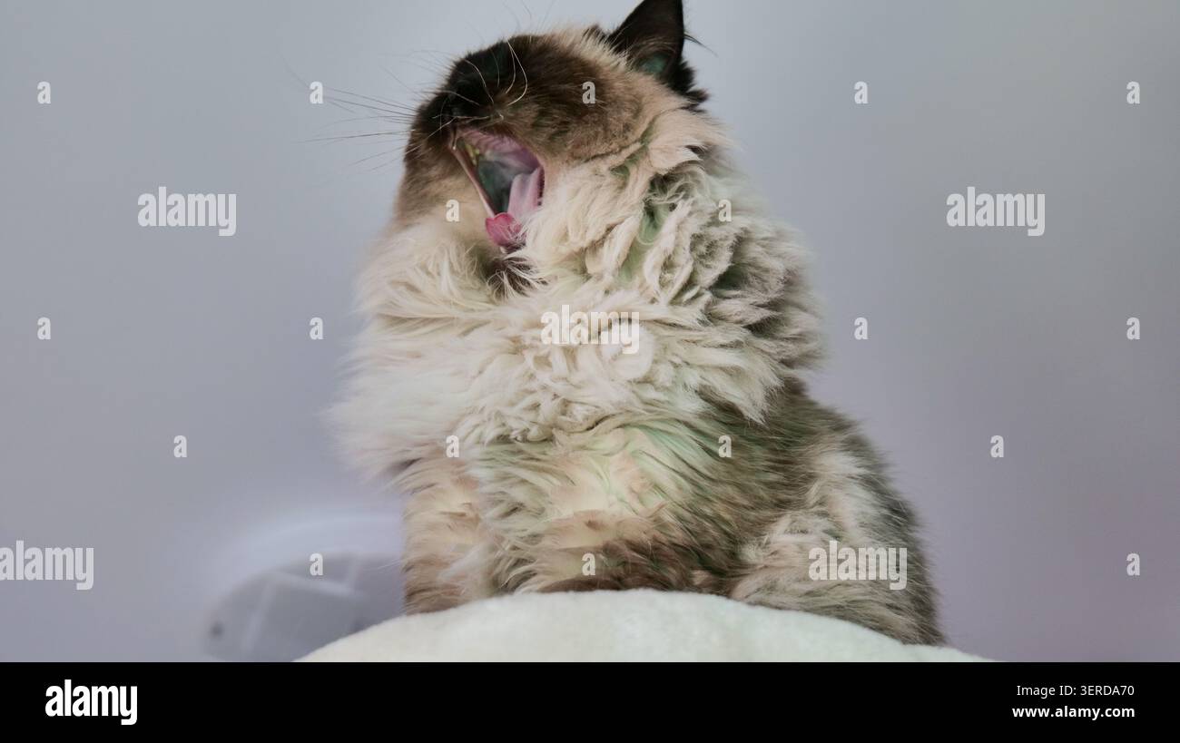 Ragdoll Cat Yawning with Mouth Wide Open Stock Photo - Alamy