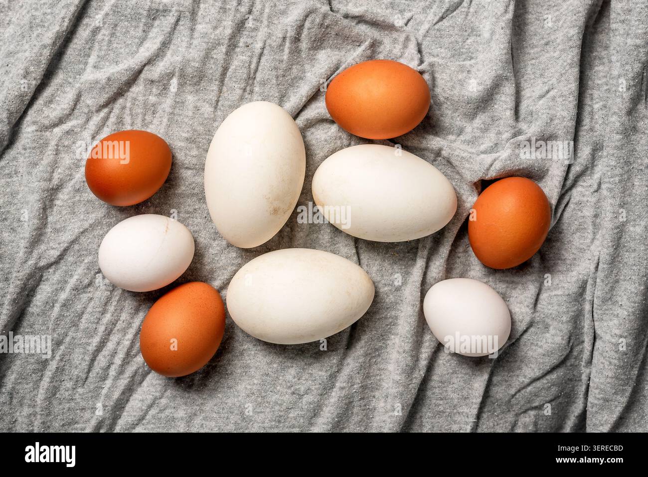 The close-up of mixed duck's eggs and white and brown chicken eggs on a grey cloth background Stock Photo