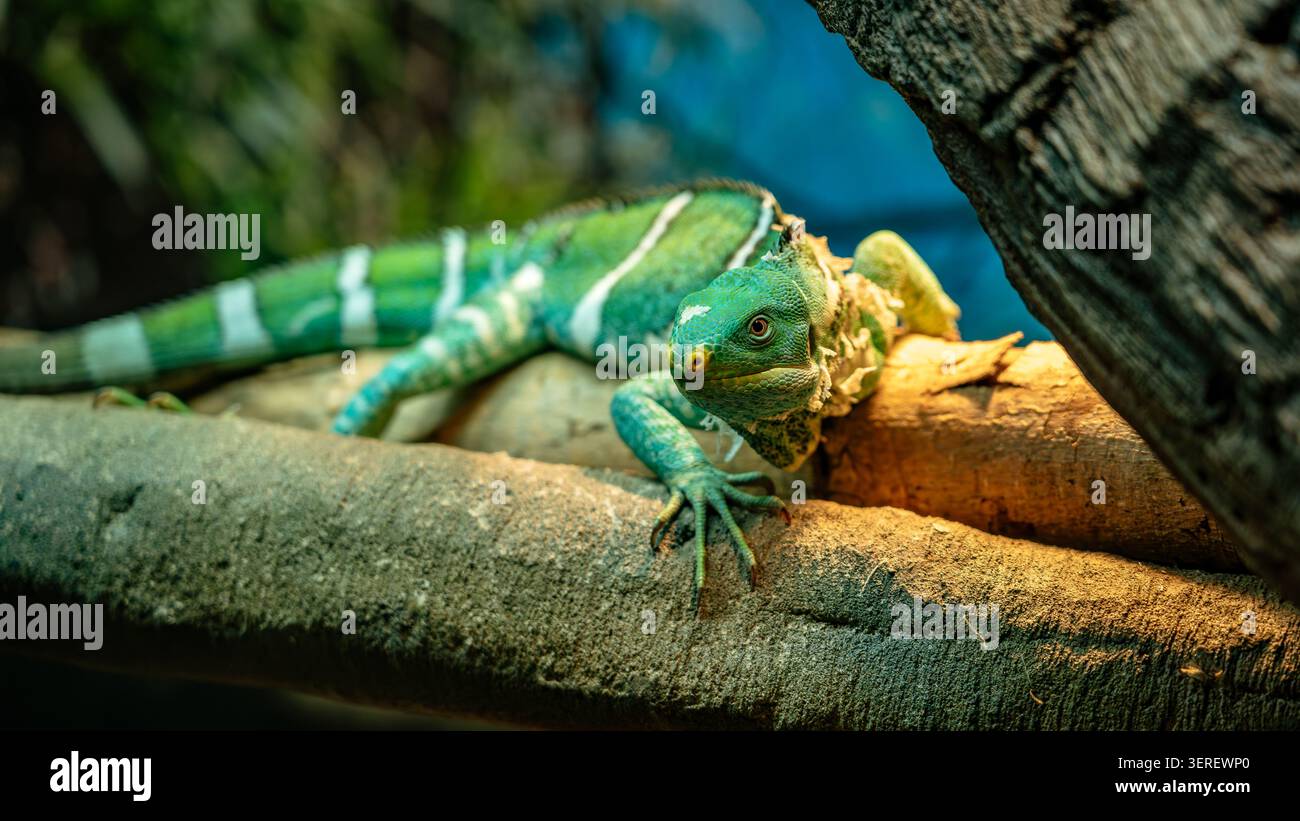Fijian crested iguana sitting on a tree branch Stock Photo