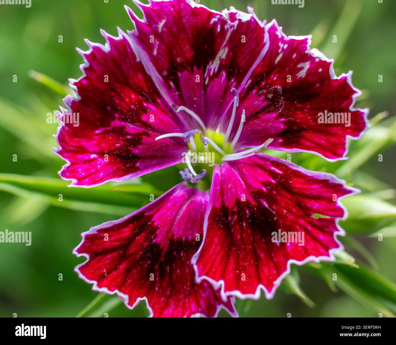 Sweet William flower close up macro texture Stock Photo