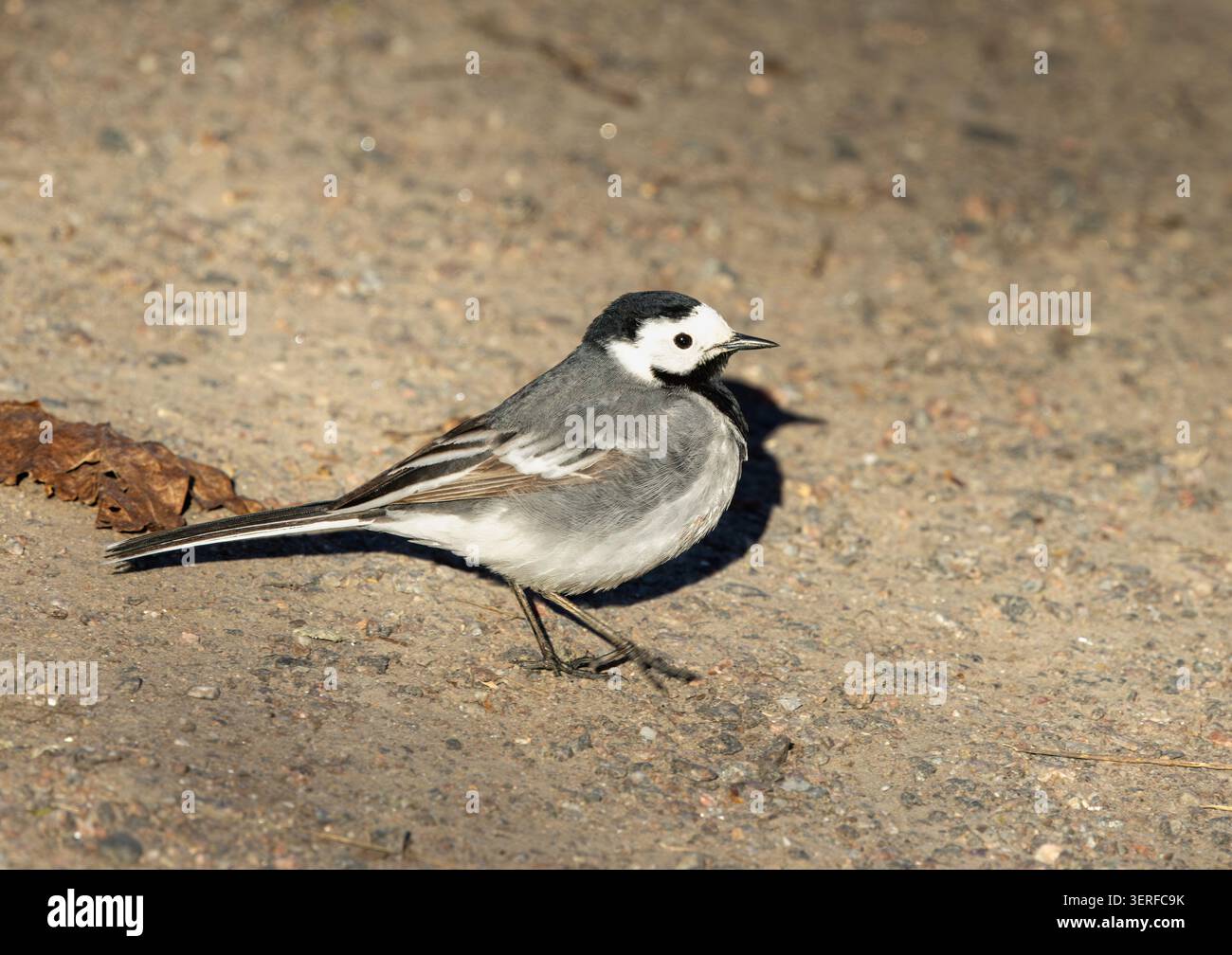 White wagtail walking on ground Stock Photo