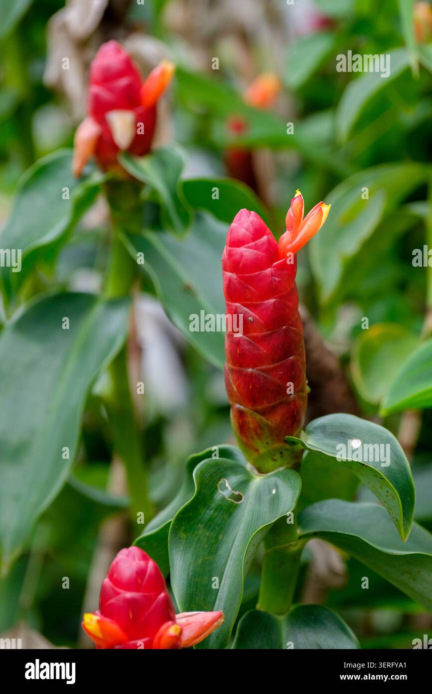 Close-up of a vibrant red button ginger flower or Costus woodsonii blooming in a tropical garden Stock Photo