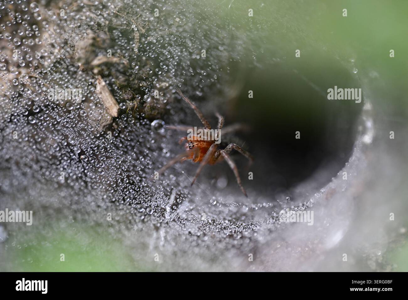 spider in a damp web on ground Stock Photo