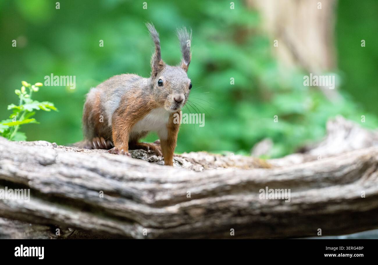 Red squirrel (Sciurus vulgaris) Stock Photo