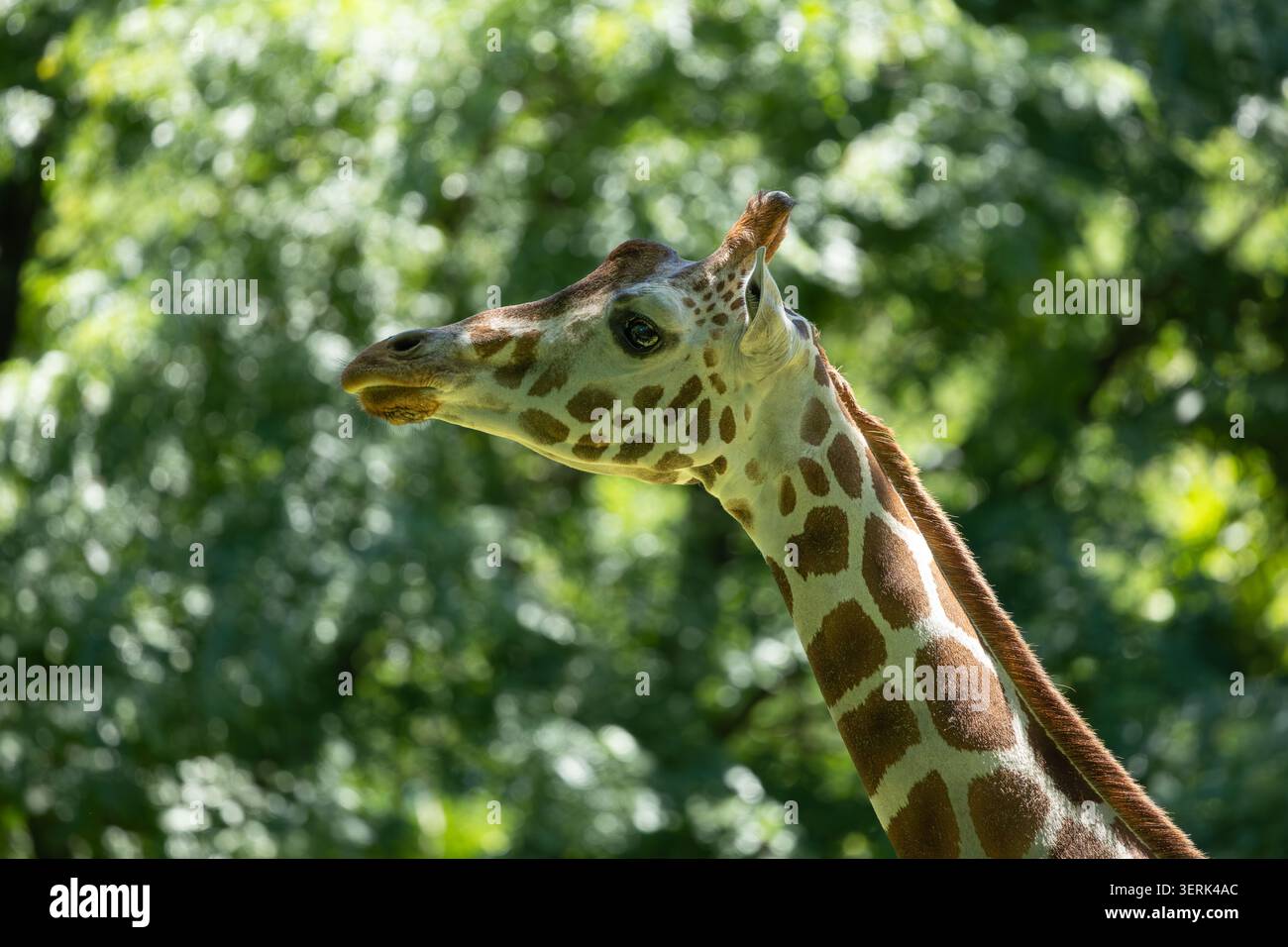 Rothschild's giraffe Stock Photo