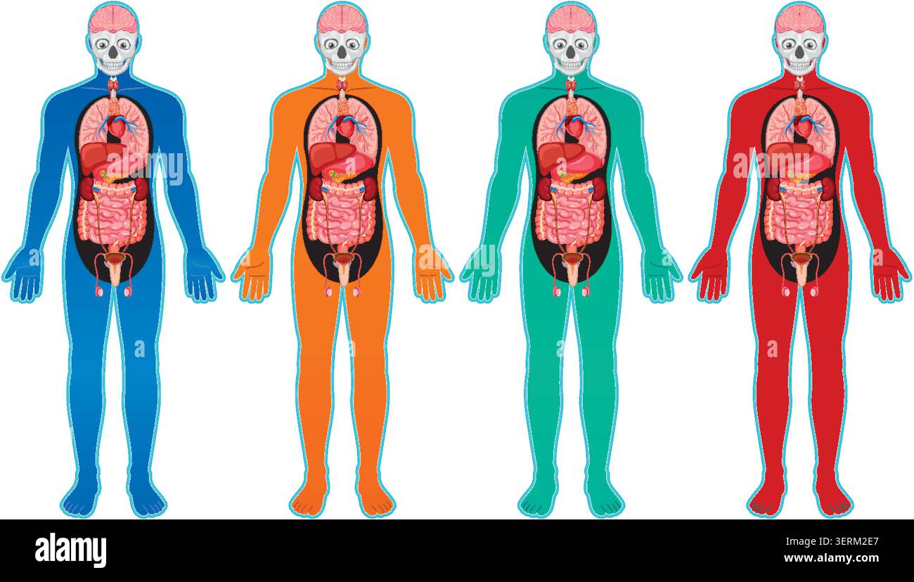 Color Code Organ System Four color coded human figures with internal organs, flat medical ...