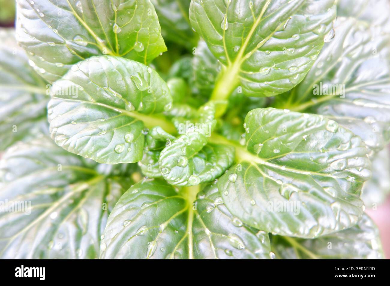 Close-up of fresh sawi pagoda (pagoda pak choi), a rosette-forming ...