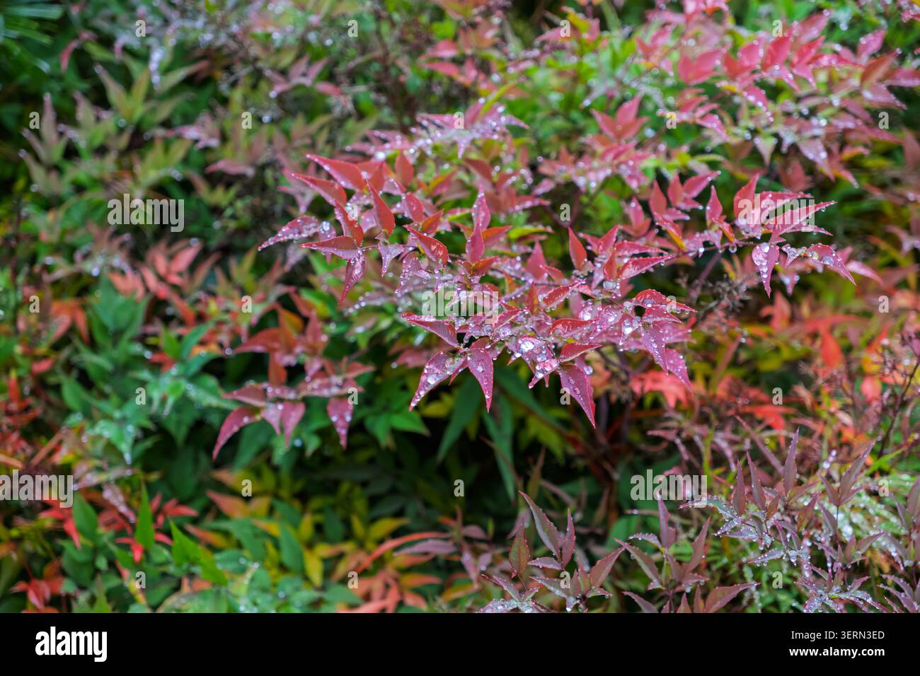 Sacred bamboo exhibiting colorful foliage sprinkled with water droplets ...