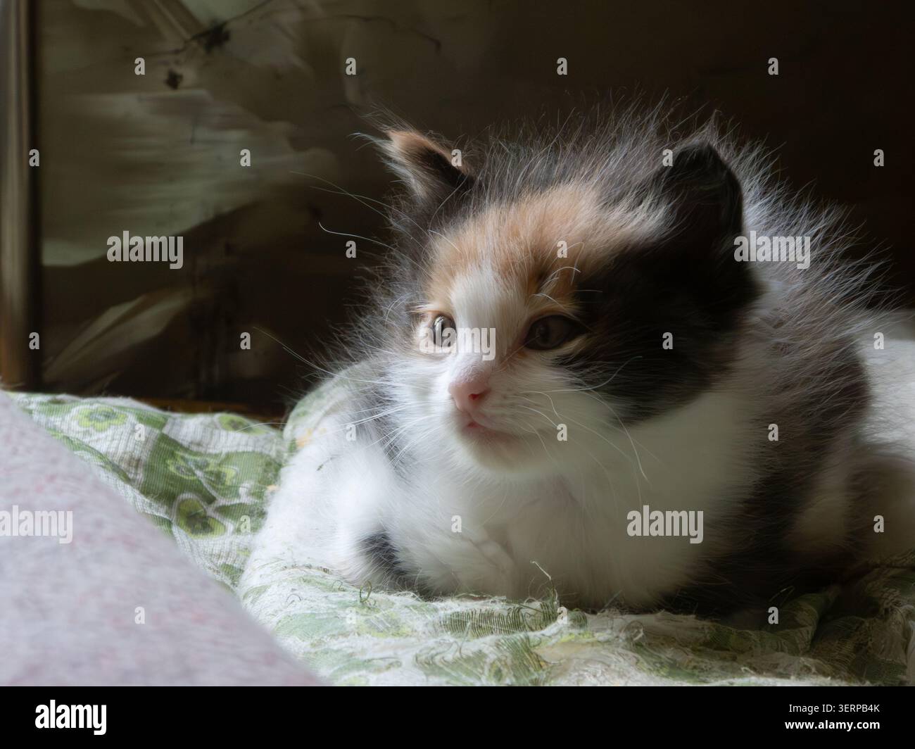 Fluffy calico kitten sitting on patterned blanket indoors close Stock Photo