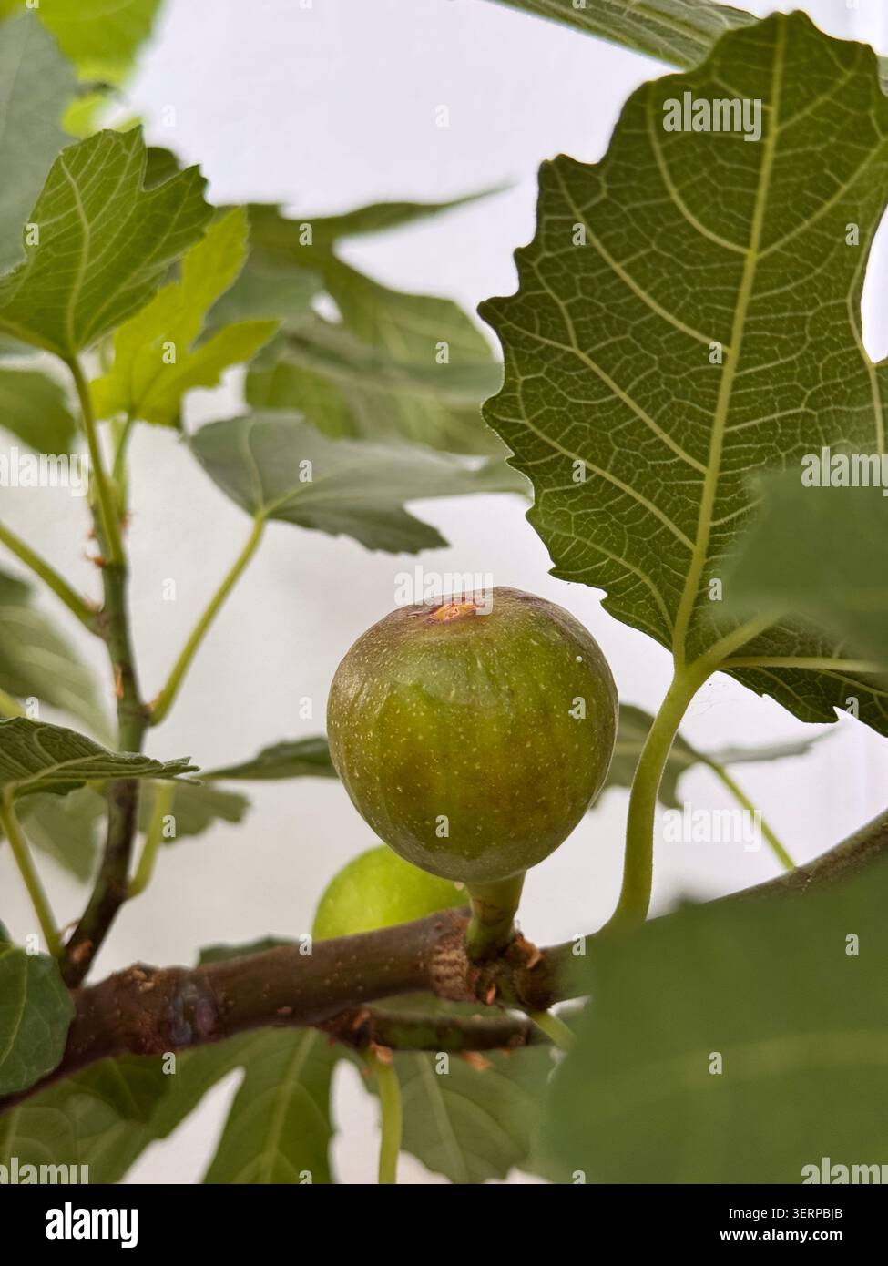 A young green fig ripening on the tree Stock Photo