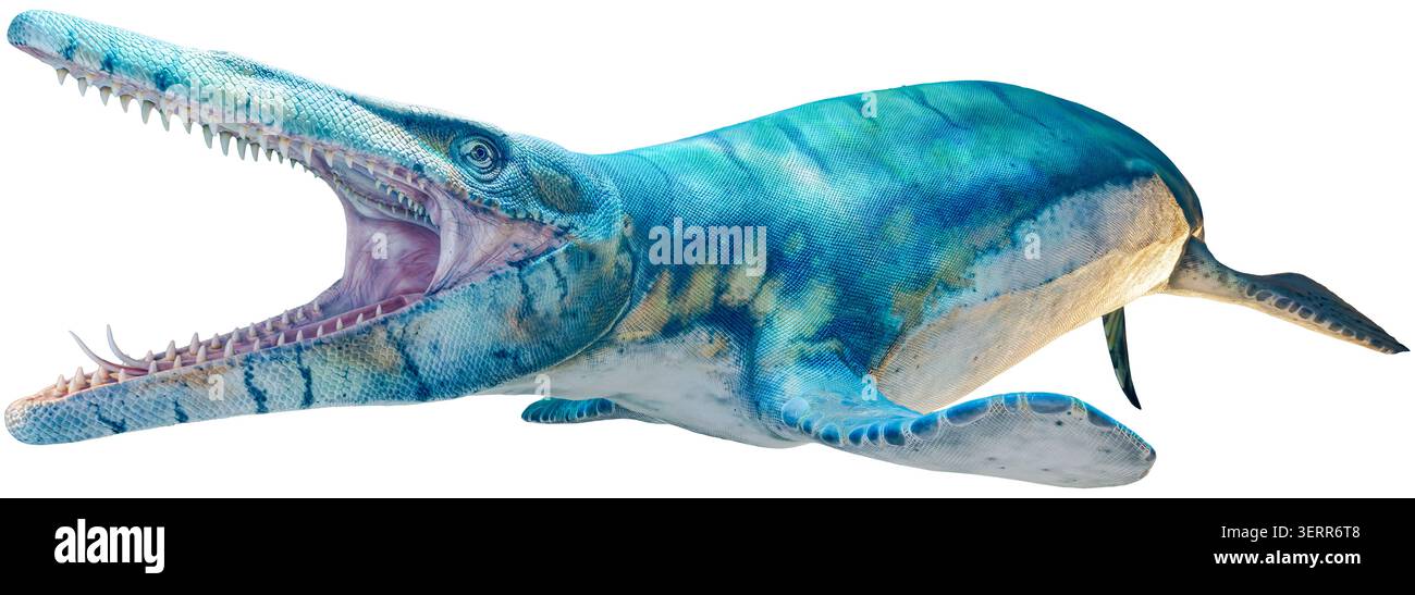 Close-up side view of a Tylosaur - isolated on White background Stock Photo