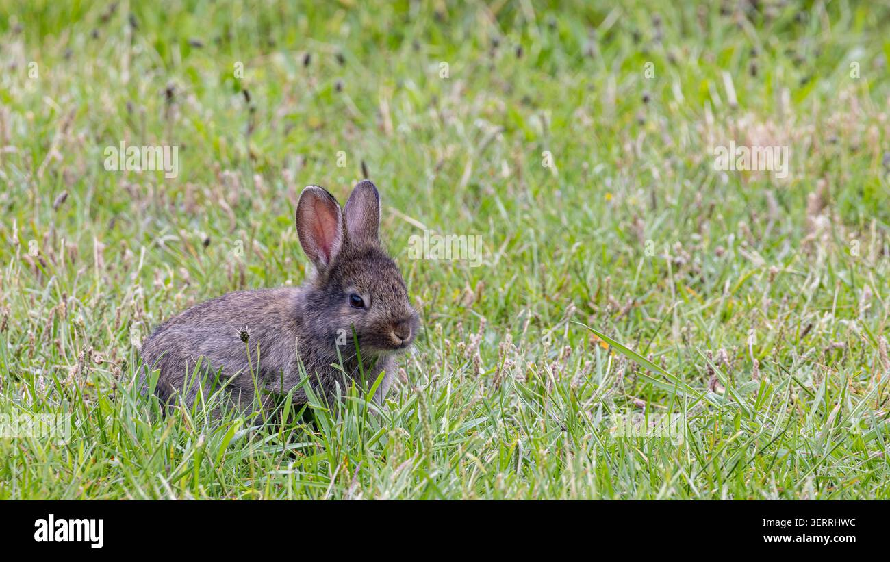 A small wild rabbit nestles in tall green grass, partially concealed by meadow plants. Soft fur and alert ears convey calm, springtime wildlife and pe Stock Photo