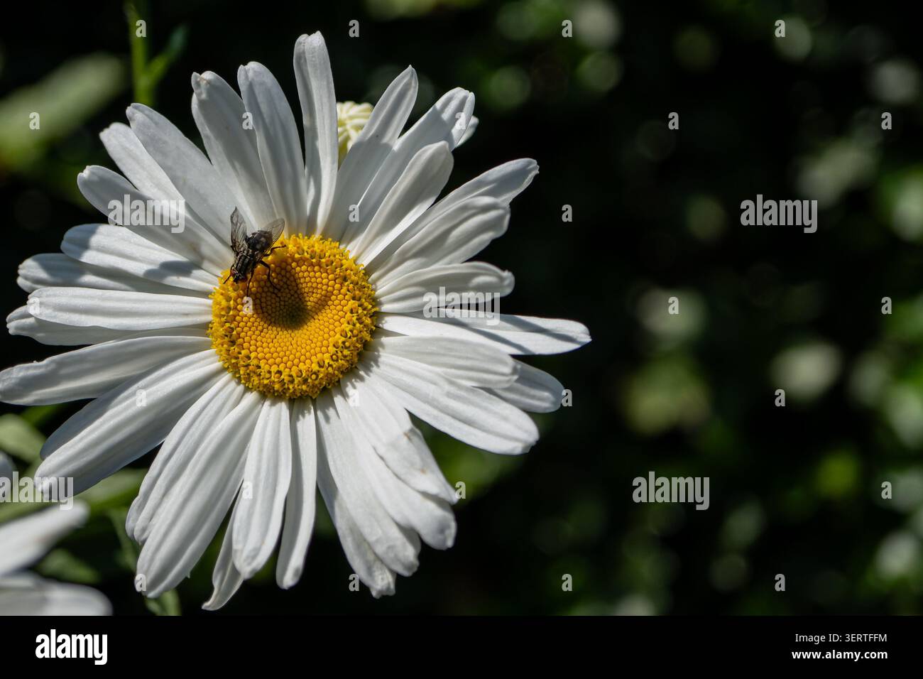 Close-up of a fly resting on a white daisy flower with a bright yellow center against a dark green blurred background. Stock Photo