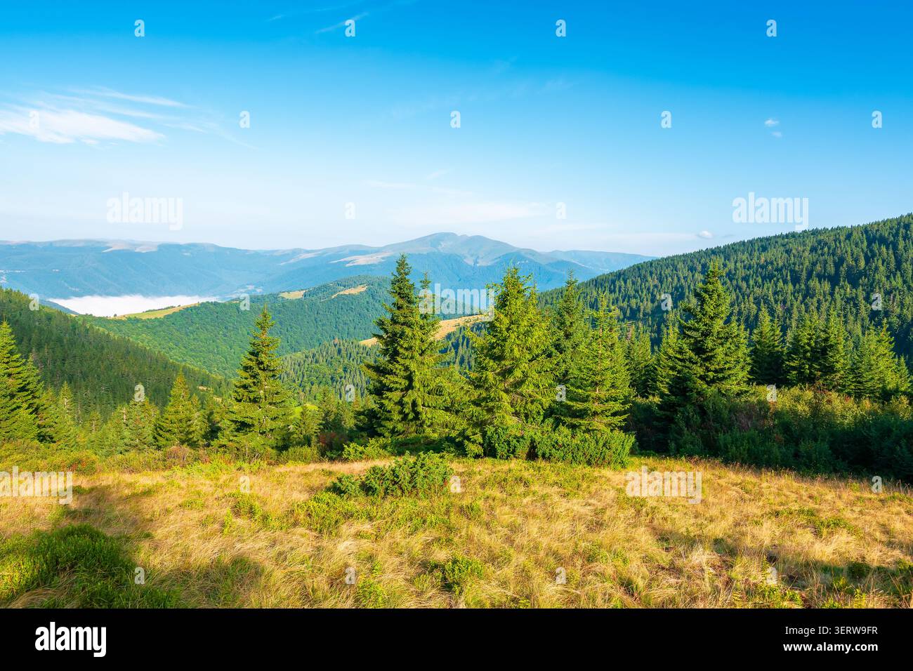 landscape with coniferous forest behind the meadow. sunny morning. nature background with carpathian mountains of ukraine. view of transcarpathia alpi Stock Photo