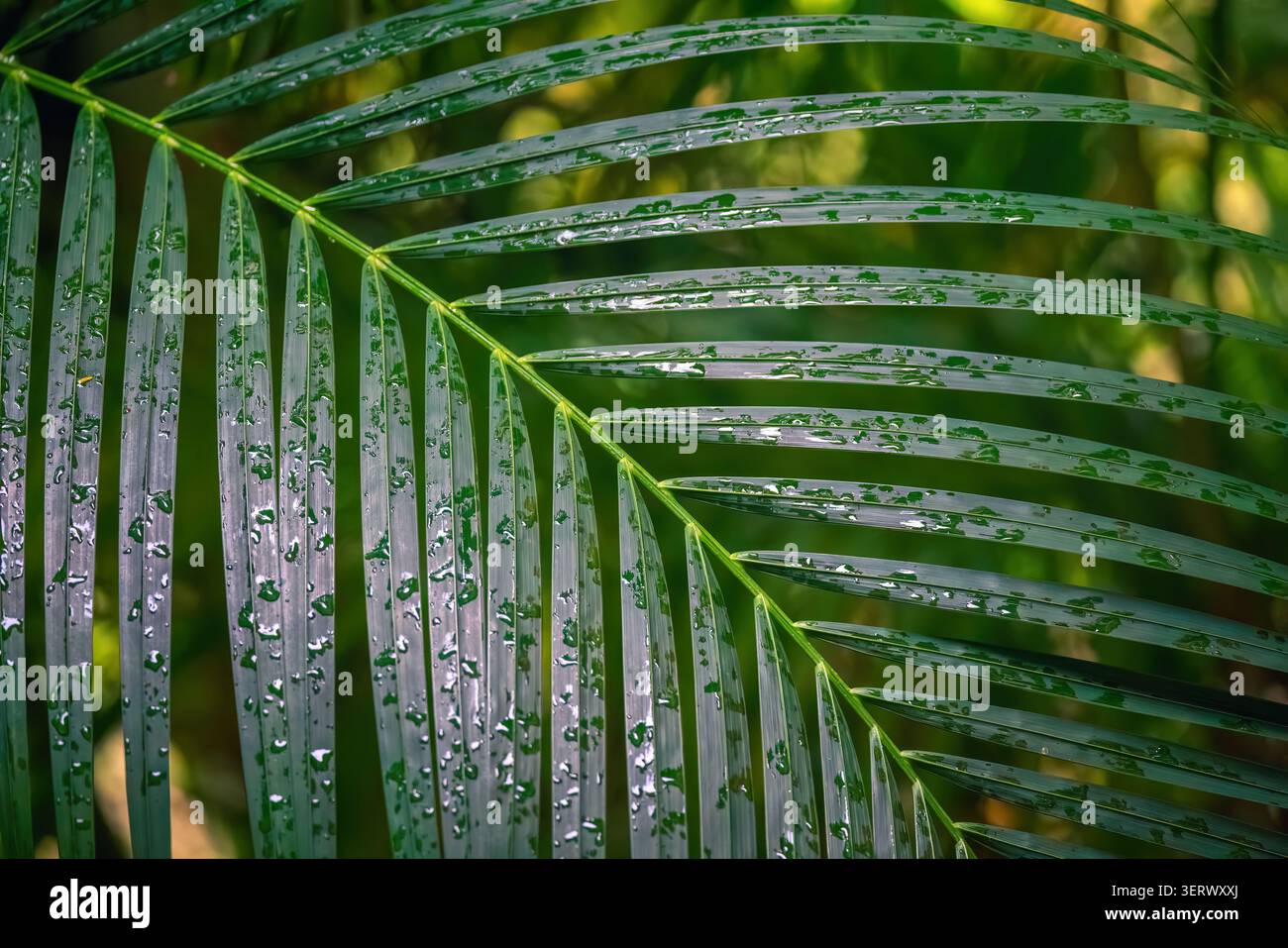 Green palm leaf with raindrops close up pattern Stock Photo