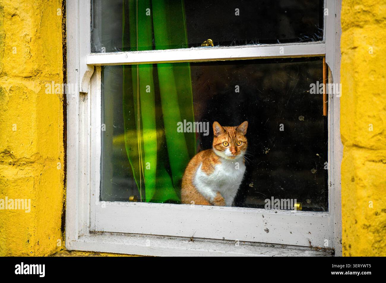 Curious ginger and white cat watching from a cottage window Stock Photo