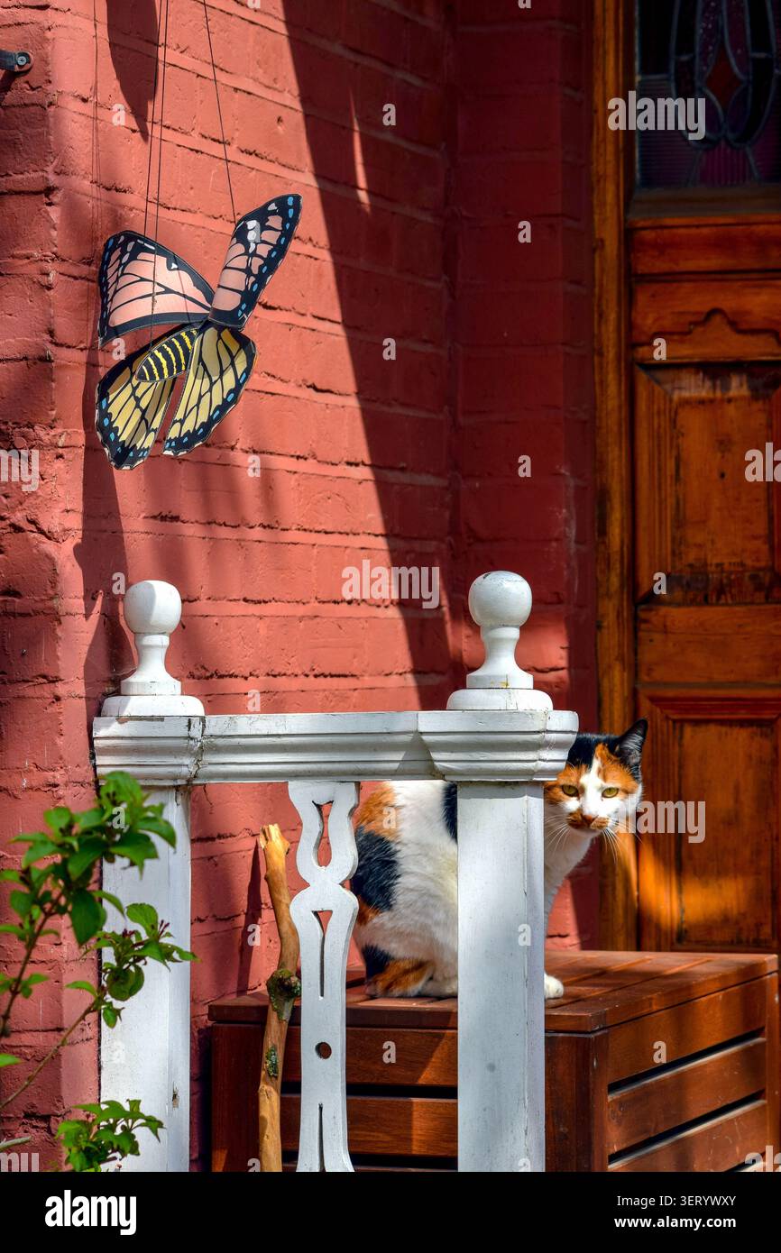 Curious calico cat beneath a butterfly decoration Stock Photo