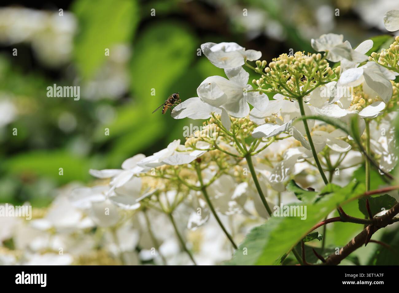 Close-up of a hoverfly on a flower in Ordino, Andorra Stock Photo
