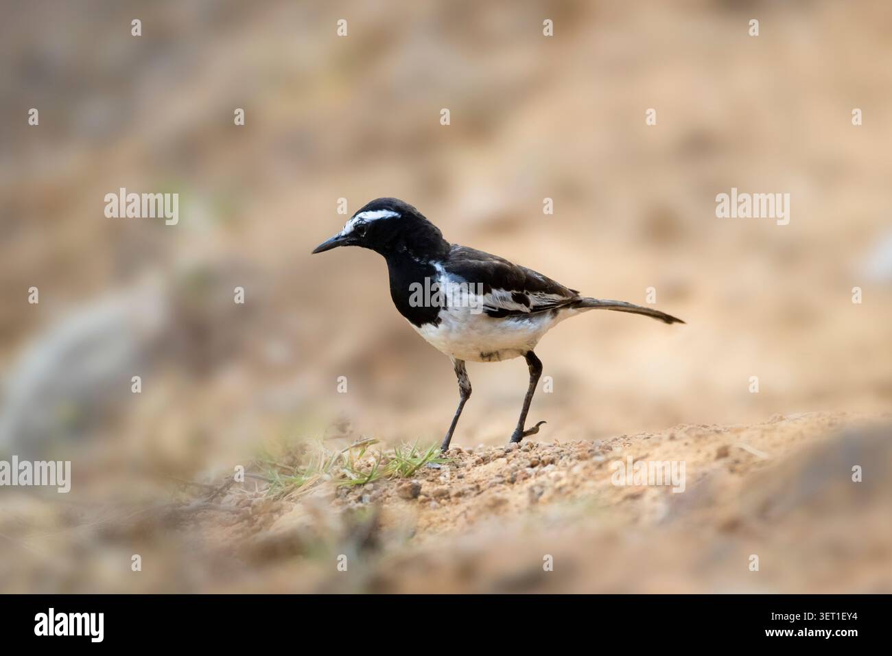 White-browed Wagtail Walking on Ground in Daylight Stock Photo