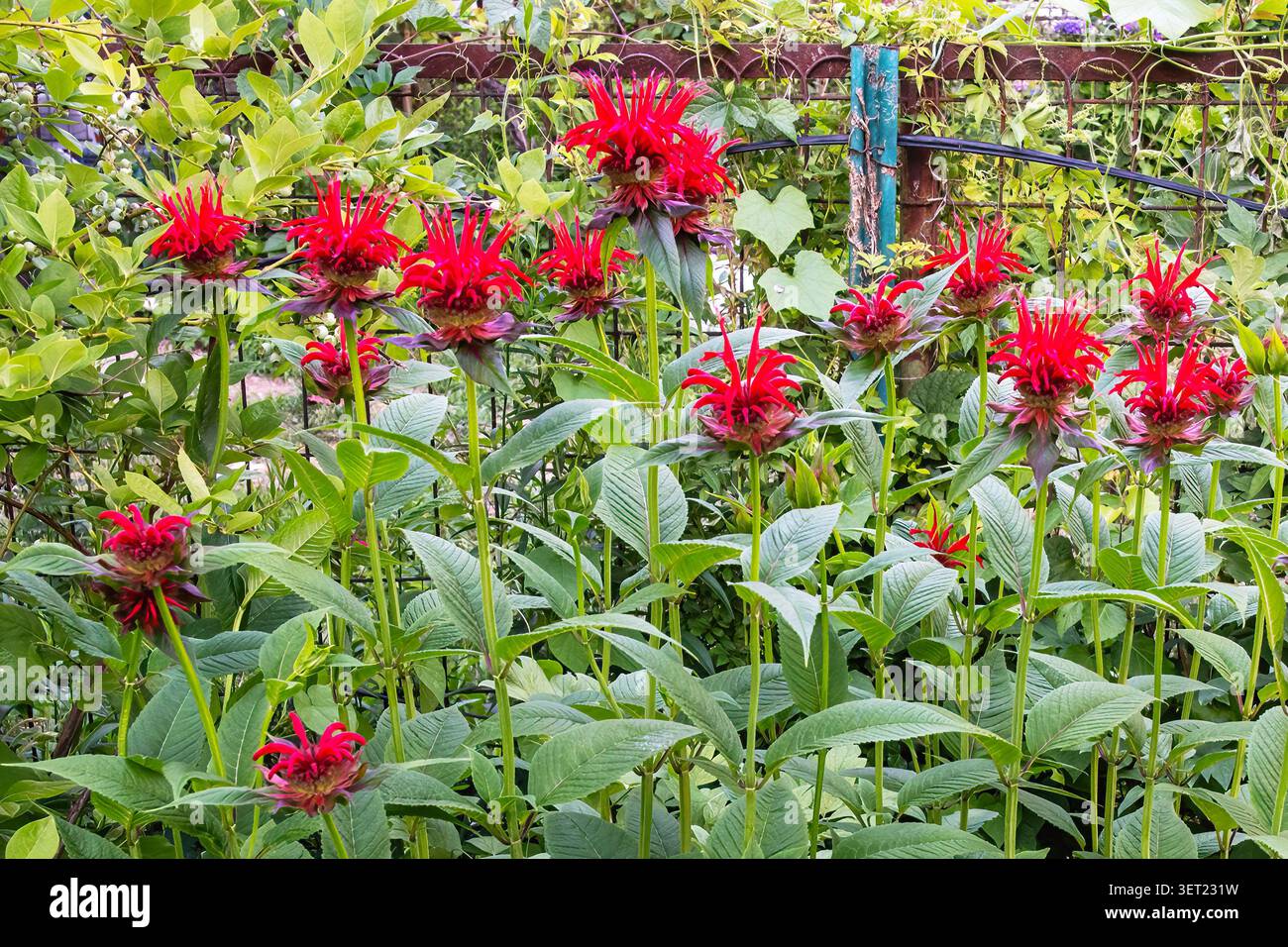 Developing scarlet bee balm blossom Stock Photo