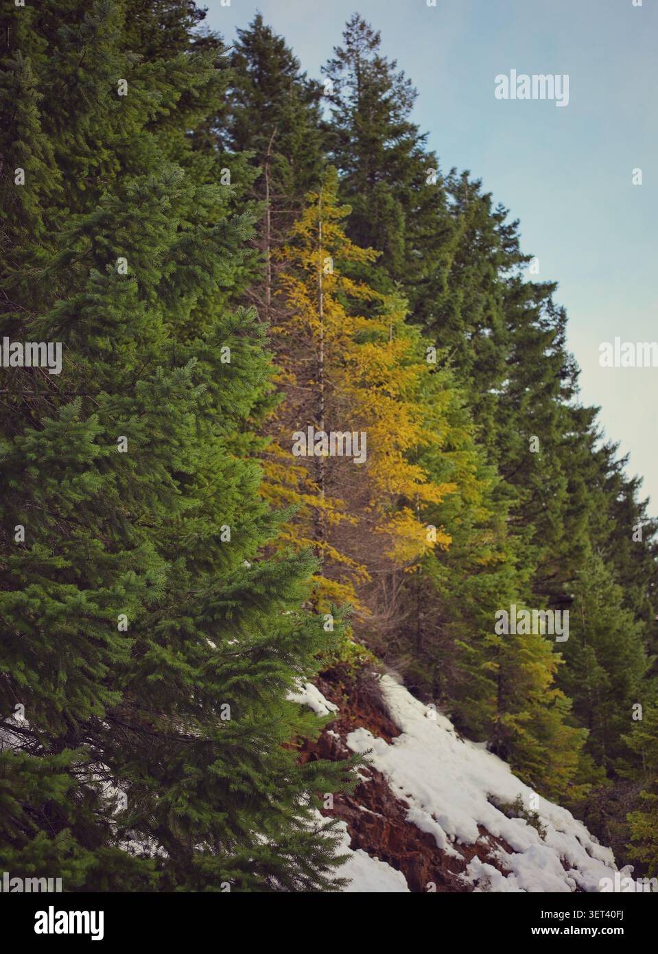 The Solitary Gold of a Vibrant Larch Tree Standing Out in a Green Evergreen Forest on a Snowy Slope Stock Photo